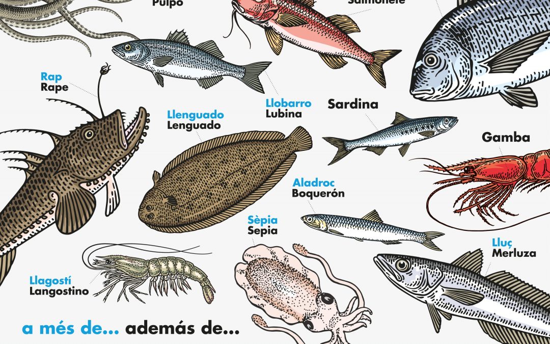 Naix Peix de Llotja de la Comunitat Valenciana, l’etiqueta de qualitat del peix valencià
