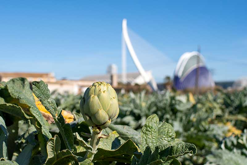 agricultora_regidoria de comerç i mercats ajuntament valencia